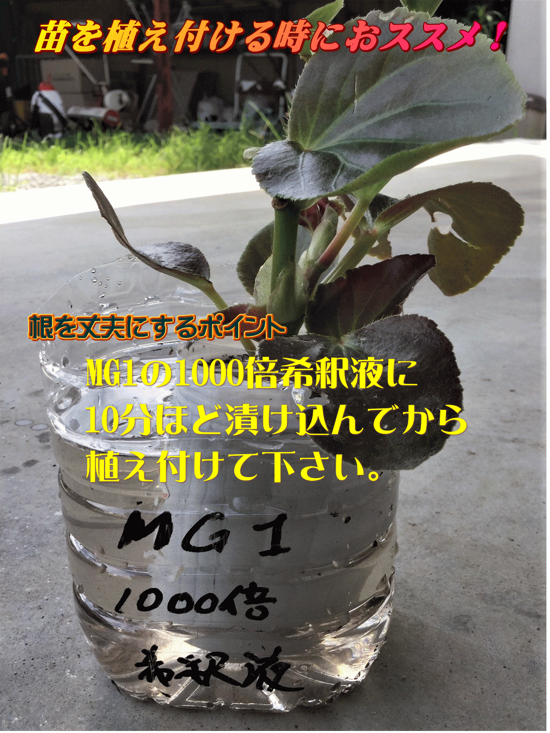 苗を植え付ける時のＭＧ１１０００倍希釈液の使用方法