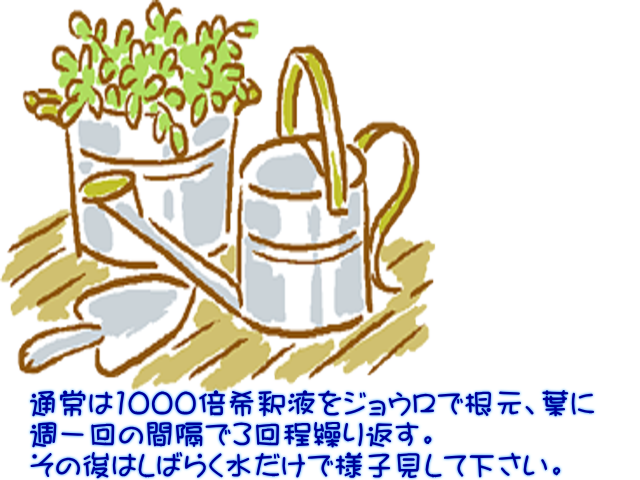 ＭＧ１　１０００倍希釈液散布