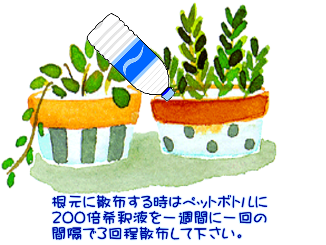 ＭＧ１根元に２００倍希釈液使用